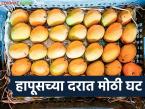 हापूसची आवक वाढली, दर गडगडला त्यात कॅनिंगसाठी खरेदी बंद; बागायतदारांनी आंबा विकायचा कुठे? - Marathi News | Mango arrivals increase prices become down, purchases for canning suspended; Where should farmers sell mangoes? | Latest market-yard News at Lokmat.com