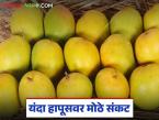 यंदा आंबा उशिरा येऊन देखील बाजारात अपेक्षित दर नाही; वाचा पेटीला काय मिळतोय दर? - Marathi News | This year, mangoes have arrived late but the market is not at the expected price; What price is the farmer getting? | Latest market-yard News at Lokmat.com