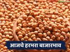 Harbhara Bajarbhav : काबुली हरभऱ्याला जबरदस्त मागणी; अनेक बाजारांत दरात तेजी - Marathi News | latest news Harbhara Bajarbhav : Huge demand for Kabuli Harbhara; Prices rise in many markets | Latest market-yard News at Lokmat.com