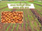 Harbhara Seed Treatment : रब्बी हंगामात हरभरा पेरणीसाठी तज्ज्ञांचा सल्ला; रायझोबियम बीजप्रक्रिया करा - Marathi News | latest news Harbhara Seed Treatment: Expert advice for sowing gram in Rabi season; Apply Rhizobium seed treatment | Latest smart-farming News at Lokmat.com