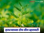 Harbhara Varieties : प्रति हेक्टर 32 क्विंटलपर्यंत उत्पादन देणाऱ्या 'या' आहेत हरभऱ्याच्या टॉप 3 व्हरायटी - Marathi News | latest news gram Varieties These are the top 3 varieties of Harbhara that yield up to 32 quintals per hectare | Latest smart-farming News at Lokmat.com