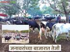 गुरांच्या बाजारात जनावरांच्या किमती गेल्या लाखाच्या पार; वाचा गाय व म्हैशीत कोण खातंय भाव? - Marathi News | Animal prices in the cattle market have crossed one lakh rupees; Read: Who is eating the price of cows and buffaloes? | Latest agri-business News at Lokmat.com