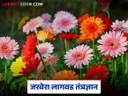 लाखोंचं उत्पन्न देणारी जरबेरा फुल शेती, लागवडीपासून ते काढणीपर्यंतची संपूर्ण ए टू झेड माहिती! - Marathi News | Latest News Gerbera Flower Farming, Complete A to Z Information from Planting to Harvesting | Latest smart-farming News at Lokmat.com