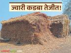 Jowar Fodder : ज्वारी कडबा महागला; कारण काय? वाचा सविस्तर - Marathi News | latest news Jowar Fodder: Jowar fodder has become expensive; Why? Read in detail | Latest agri-business News at Lokmat.com