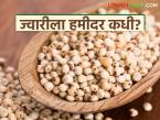 Jowar Market : लागवड खर्चही वसूल होईना; खरीप ज्वारीचे दर नीचांकावर - Marathi News | latest news Jowar Market: Cultivation cost not recovered; Kharif jowar prices at record low | Latest market-yard News at Lokmat.com