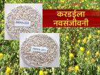 New Safflower Varieties : करडई पिकाला नवसंजीवनी; वनामकृविच्या वाणांना केंद्राची मंजुरी - Marathi News | latest news New Safflower Varieties: A revival for safflower crop; Center approves varieties for afforestation | Latest smart-farming News at Lokmat.com