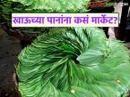 हजारोंच्या हाताला काम देणाऱ्या खाऊच्या पानांना बाजारपेठेत कसा मिळतोय दर? - Marathi News | How are the market for betel leaves, which provide employment to thousands of people | Latest market-yard News at Lokmat.com