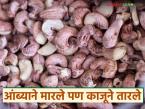 यंदा आंब्याने मारले पण काजूने तारले; ओल्या काजूगराबरोबरच काजूबीलाही मिळतोय चांगला दर - Marathi News | This year, mangoes were a hit but cashew nuts saved us; Along with wet cashew, cashew nuts are also getting good prices | Latest market-yard News at Lokmat.com