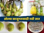 यंत्राशिवाय ओले काजूगर काढण्यासाठी कोकण कृषी विद्यापीठाची नवीन जात विकसित; वाचा सविस्तर - Marathi News | Konkan Agricultural University develops new variety for harvesting wet cashew nuts without machinery; Read in detail | Latest smart-farming News at Lokmat.com