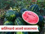 मुंबई-फ्रुट मार्केटमध्ये कलिंगडाची सर्वाधिक आवक, मुंबईसह इतर मार्केटमध्ये काय भाव मिळाला?  - Marathi News | Latest news Mumbai- Highest arrival of watermelon in fruit market see kalingad market prices | Latest market-yard News at Lokmat.com
