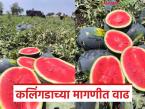 उन्हाच्या तडाख्यामुळे कलिंगडाच्या मागणीत झाली वाढ; वाचा प्रतिकिलो काय मिळतोय दर? - Marathi News | The demand for watermelon has increased due to the scorching heat; Read: What is the price per kg? | Latest market-yard News at Lokmat.com