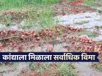यंदा पीक विमा कंपनीकडून कांद्याला सर्वाधिक नुकसानभरपाई मंजूर; 'या' शेतकऱ्यांना होणार लाभ - Marathi News | This year, the crop insurance company has approved the highest compensation for onion; 'These' farmers will benefit | Latest farming-ideas News at Lokmat.com