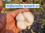 मागील तीन वर्षांतील भाव अन् चालू नोव्हेंबर महिन्यात कापसाचे दर कसे राहतील, वाचा सविस्तर  - Marathi News | Latest News Kapus Market how cotton prices will be in current month of November 2025 | Latest market-yard News at Lokmat.com