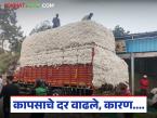 कापसाची कोठारे रिकामी झाल्यावर बाजार तेजाळला, भाव 8 हजार 300 रुपयांवर; दर का वाढलेत?  - Marathi News | Latesst News Cotton Prices Rise Above 8 thousand 300 ruppees Per Quintal see details | Latest market-yard News at Lokmat.com