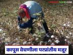 कापूस वेचणीला मध्य प्रदेशहून आणली लेबर; वेचणीसाठी प्रतिकिलो कसा दिला जातोय दर? - Marathi News | Labor brought from Madhya Pradesh for cotton picking; How is the rate per kg being paid for picking? | Latest farming-ideas News at Lokmat.com