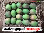 यंदा मार्केटमध्ये प्रथमच कर्नाटक हापूसची आवक; वाचा ४ डझनाच्या पेटीला कसा मिळाला दर? - Marathi News | Karnataka Hapus arrived in the market for the first time this year; Read how the price was obtained for a box of 4 dozen? | Latest market-yard News at Lokmat.com