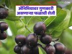 अ‍ॅनिमियावर गुणकारी 'या' फळास किलोला मिळतोय ४०० रुपये दर; वाचा कशी केली जाते शेती? - Marathi News | This fruit, which is effective against anemia, is fetching Rs 400 per kilo; How is it cultivated? | Latest smart-farming News at Lokmat.com