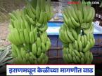 केळीला इराणमधून मागणी वाढली; पुढील ८ ते १० दिवसांत दरात सुधारणा होण्याची शक्यता - Marathi News | Demand for bananas from Iran increases; prices likely to improve in next 8 to 10 days | Latest market-yard News at Lokmat.com