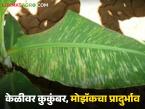 Banana Crop : केळी बागेवर कुकंबर मोझॅकचा प्रादुर्भाव, 'या' करा उपाययोजना, वाचा सविस्तर  - Marathi News | Latest News Cucumber mosaic outbreak in banana orchard, take measures now, read in detail | Latest farming-ideas News at Lokmat.com
