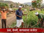 ऊस, केळी, कापूस पिकाचे असे आहेत सुधारित कर्जदर, कर्ज घेताना 'या' अटींकडे लक्ष द्या! - Marathi News | Latest News Crop Loan Rates for Sugarcane, Banana, and Cotton for the 2026-27 Season | Latest farming-ideas News at Lokmat.com