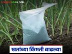 खतांचे दर वाढले, पहा कुठल्या खताची बॅग किती रुपयांनी वाढली, वाचा सविस्तर  - Marathi News | Latest News Fertilizer prices have increased, see how much bag of fertilizer has increased, read in detail | Latest market-yard News at Lokmat.com