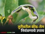 उत्पन्न वाढीसाठी तुरीवरील कीड-रोग नियंत्रणाचे तातडीचे उपाय काय कराल, वाचा सविस्तर  - Marathi News | Latest news Tur Kid Rog Niyantran Urgent measures for pest and disease control on tur to increase production | Latest smart-farming News at Lokmat.com