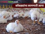 Poultry Farm : पोल्ट्री फार्ममधील पक्षांच्या वयानुसार प्रति कोंबडी किती जागा लागते, वाचा सविस्तर - Marathi News | Latest News How much space is required per chicken in a poultry farm see details | Latest agri-business News at Lokmat.com