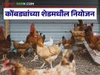 हिवाळ्यात कोंबड्यांची मरतूक कमी करायची असेल तर या गोष्टी करा, वाचा सविस्तर  - Marathi News | Latest news Poultry farm mortality rate among chickens increases during winter how to control | Latest agri-business News at Lokmat.com