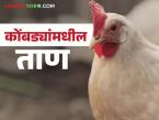 कोंबड्यांनी खाद्य सोडलंय, मग समजून जा, स्ट्रेस आला, पोल्ट्री फार्ममध्ये 'हे' उपाय करा!  - Marathi News | Latest News Chickens have left food, then Stress in poultry farm apply these solution | Latest agri-business News at Lokmat.com