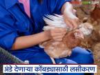 अंड्यांच उत्पादन वाढवण्यासाठी कोंबड्यांचं लसीकरण गरजेचं, वाचा संपूर्ण लसीकरण कार्यक्रम - Marathi News | Latest News Vaccination program for chickens to increase egg production see details | Latest agri-business News at Lokmat.com