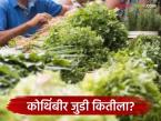 Kothimbir Market : कोथिंबीर जुडी 75 रुपये, तर मेथी जुडीला 50 रुपये दर, तुमच्या जवळच्या मार्केटला काय भाव?  - Marathi News | Latest news Vegetbale Market Coriander costs Rs 75 per piece, while fenugreek costs Rs 50 per piece | Latest market-yard News at Lokmat.com