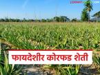 Aloe Vera Farming : कोरफड लागवडीसाठी किती खर्च येतो, वर्षांला किती रुपयांचे उत्पन्न मिळते, वाचा सविस्तर  - Marathi News | Latest news Korfad Sheti How much does cost to cultivate aloe vera, how much income read in detail | Latest smart-farming News at Lokmat.com