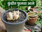 Gardening Tips : किचन गार्डनमधील कुंडीत आले लागवड कशी करावी, जाणून घ्या सोपी पद्धत - Marathi News | Latest News Gardening Tips How to plant ginger in pot in kitchen garden, know easy method | Latest smart-farming News at Lokmat.com