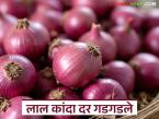 Nashik Kanda Market : लाल कांदा दरात घसरण; किती रुपयांनी घसरले, संक्रांतीपर्यंत वाढणार की नाही? - Marathi News | Latest News kanda market Red onion prices fall in Nashik district market; see market prices | Latest market-yard News at Lokmat.com