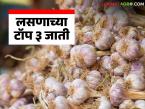 Garlic Varieties : रब्बी हंगामात लसणाच्या 'या' तीन जातींची लागवड करा, होईल लाखो रुपयांची कमाई  - Marathi News | Latest news lasun variety Plant these three varieties of garlic in Rabi season for more yield | Latest smart-farming News at Lokmat.com