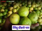 गेल्या वर्षीच्या तुलनेत यंदा लिंबाच्या दरात मोठी वाढ; वाचा किलोला काय मिळतोय भाव? - Marathi News | There has been a big increase in the price of lemons this year compared to last year; Read what price is being paid per kilo? | Latest market-yard News at Lokmat.com