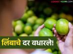 पुण्यापेक्षा जळगावमध्ये लिंबूचे दर वधारले, एक लिंबू किती रुपयांना मिळतोय, वाचा सविस्तर  - Marathi News | Latesit news Lemon prices have increased in Jalgaon compared to Pune, how much does lemon cost, read in detail | Latest farming-ideas News at Lokmat.com