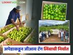 GI Lime Export : अपेडाने जीआय टॅग असलेल्या लिंबाची युनायटेड किंगडमला निर्यात, जाणून घ्या सविस्तर  - Marathi News | Latest News Apeda exports lemons with GI tag to United Kingdom, know the details | Latest market-yard News at Lokmat.com