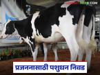 दुग्धव्यवसायात उत्तम प्रजननाकरीता गाई व म्हशींची निवड कशी करावी? काय आहेत निकष? - Marathi News | How to select cows and buffaloes for good breeding in dairy farming? What are the criteria? | Latest agri-business News at Lokmat.com