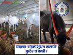 यंदा राज्यस्तरावरील महापशुधन एक्स्पो 'या' जिल्ह्यात आयोजित होणार; ५.८४ कोटी खर्चास मान्यता - Marathi News | This year the state level Maha pasudhan Expo will be organized in 'this' district; 5.84 crores approved for expenditure | Latest agri-business News at Lokmat.com