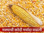 Makka Kharedi : मेळघाटातील शेतकऱ्यांना मोठा दिलासा! मक्याची प्रतिहेक्टर खरेदी मर्यादा वाढली - Marathi News | latest news Makka Kharedi: Big relief for farmers in Melghat! Per hectare purchase limit of maize increased | Latest market-yard News at Lokmat.com