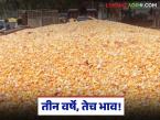 Maize Market : तीन वर्षे, तेच भाव; मक्याला बाजारात न्याय मिळेना वाचा सविस्तर - Marathi News | latest news Maize Market: Three years, same price; Maize does not get justice in the market, read in detail | Latest market-yard News at Lokmat.com