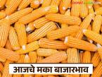 Maka Bajar Bhav : मका दरात स्थिरता; लाल आणि पिवळ्या मक्याला वाढती मागणी वाचा सविस्तर - Marathi News | latest news Maka Bajar Bhav : Stability in maize prices; Increasing demand for red and yellow maize Read in detail | Latest market-yard News at Lokmat.com