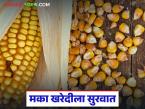 Maka Kharedi : किमान आधारभूत किमतीवर मका खरेदी सुरू; वाचा काय मिळतोय दर? - Marathi News | Maka Kharedi : Maize procurement starts at minimum support price; Read what price is being obtained? | Latest market-yard News at Lokmat.com