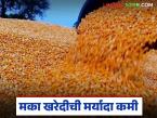 मका खरेदीची मर्यादा निश्चित, केवळ अर्ध्या उत्पादनाची खरेदी, मग उर्वरित मक्याचं काय?  - Marathi News | Latest News Maka kharedi Maize purchase limit fixed at 36.80 quintals per hectare | Latest market-yard News at Lokmat.com