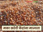 अतिरिक्त नऊ मका खरेदी केंद्रांना मान्यता, मका विक्रीसाठी नोंदणी आवश्यक, पहा खरेदी केंद्राची यादी - Marathi News | Latest news Approval for additional nine maize purchasing centers, registration required for maize sale, see documents list | Latest market-yard News at Lokmat.com