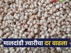बाजारात शाळू ज्वारीपेक्षा मालदांडी ज्वारीला अधिक पसंती; वाचा प्रतिक्विंटल काय मिळतोय दर? - Marathi News | Maldandi jowar is more preferred than Shalu jowar in the market; Read what is the price per quintal? | Latest market-yard News at Lokmat.com