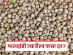 बाजार समितीत ज्वारीची आवक वाढली; वाचा मालदांडी ज्वारीला काय मिळतोय दर? - Marathi News | Sorghum arrivals in the market committee increased; Read What price is Maldandi sorghum getting? | Latest market-yard News at Lokmat.com