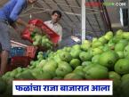 Fruit Market : विदेशी फळांसह केरळचा नीलम आंबा बाजारात आला, काय दर मिळतोय? - Marathi News | Latest News Kerala's Neelam mangoes have entered market along with exotic fruits, see matrket rates | Latest market-yard News at Lokmat.com
