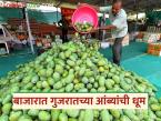 Mango Market : गुजरातच्या आंब्यांची धूम; बाजारात गोडवा वाढला - Marathi News | latest news Mango Market: Gujarat mangoes are booming in the market; Sweetness has increased in the market | Latest market-yard News at Lokmat.com